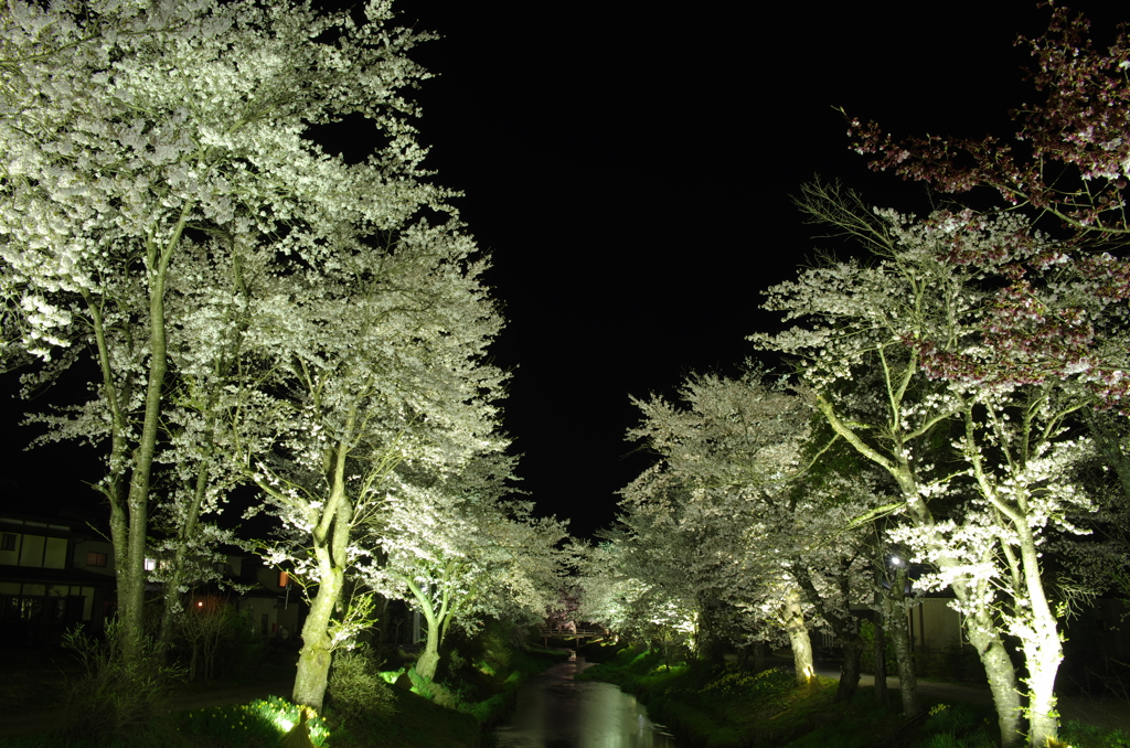 忍野の桜