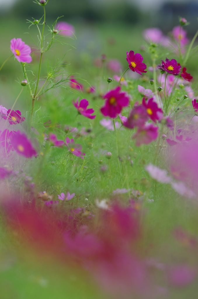 早撒きの秋桜