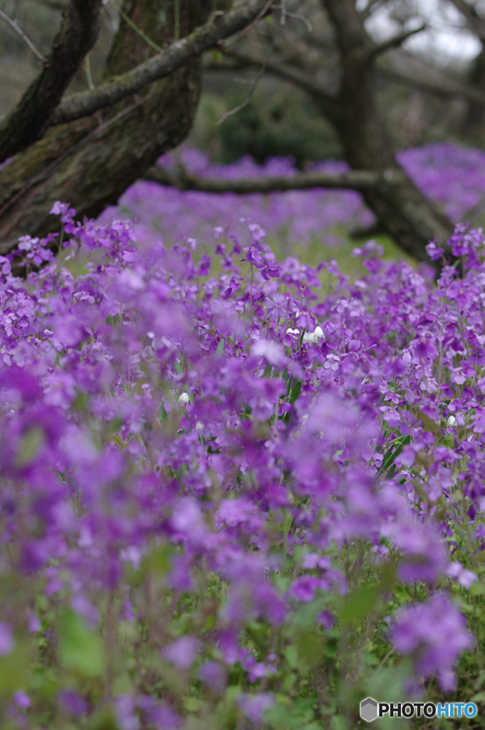 大根の花？