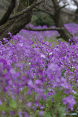 大根の花？