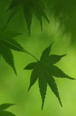 Green in Green