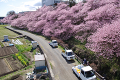 春めき桜の路