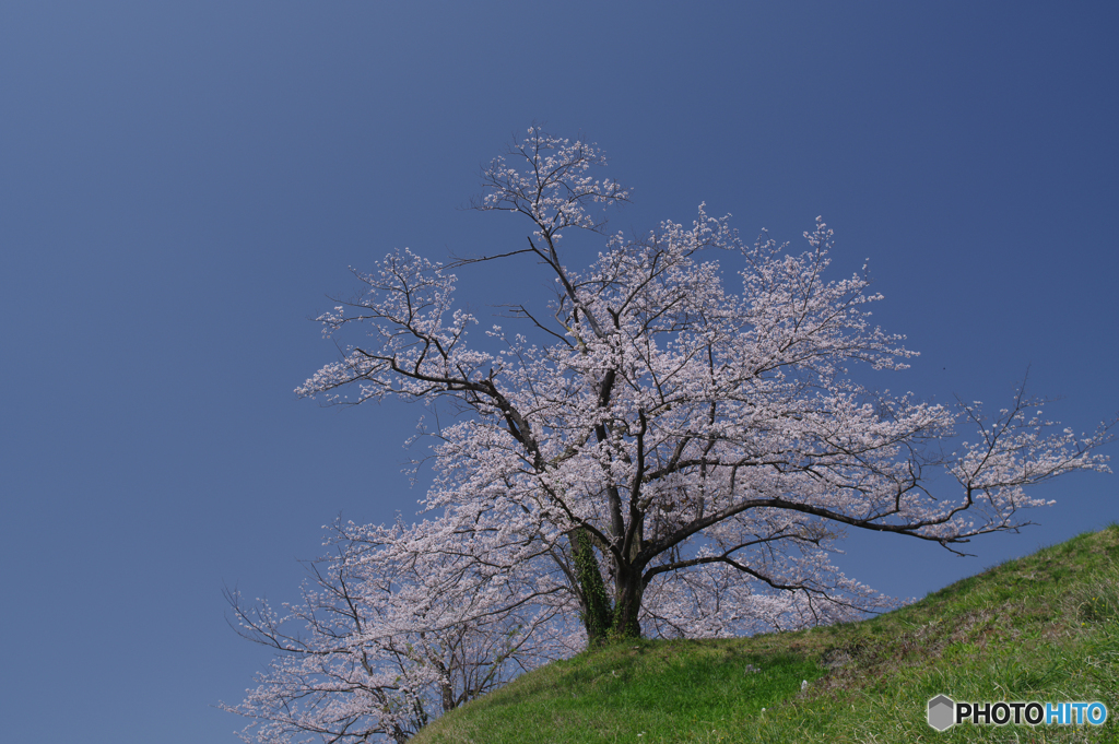 高台桜