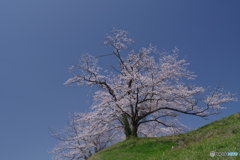高台桜