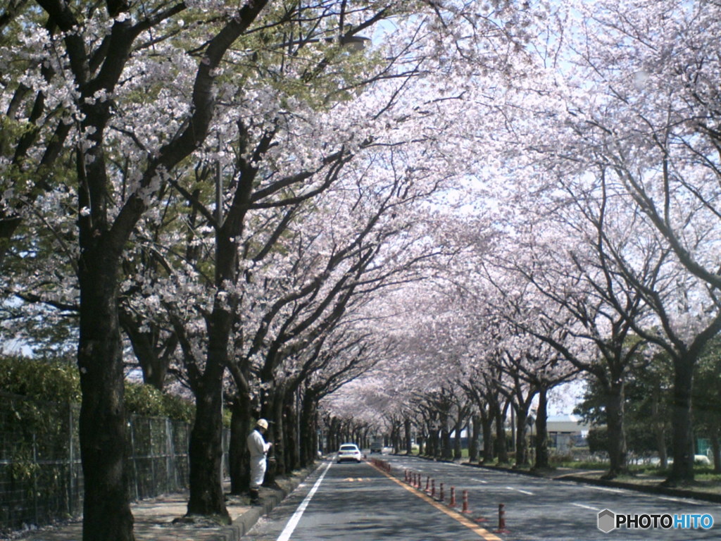 トイデジで桜