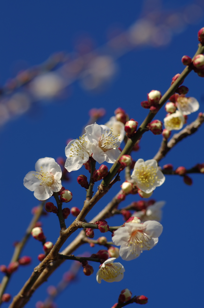 曽我梅林 開花情報