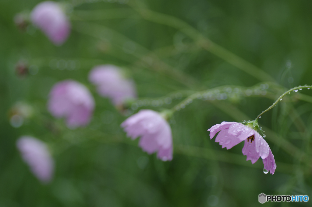 雨天秋桜