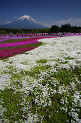 富士と芝桜