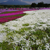 富士と芝桜