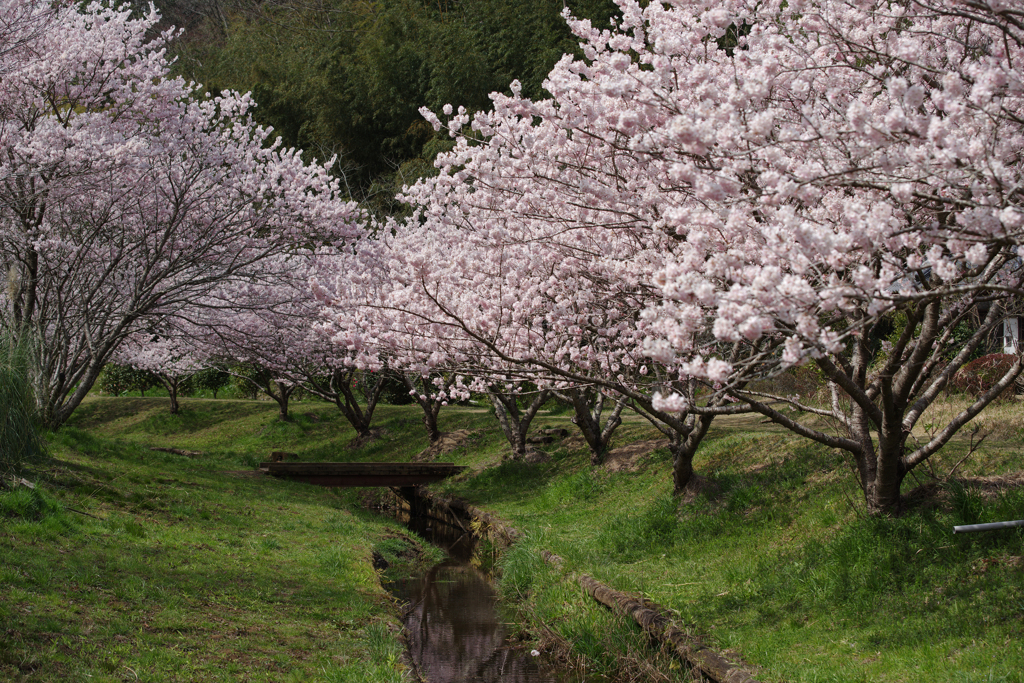 春の小川