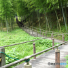 竹林小道