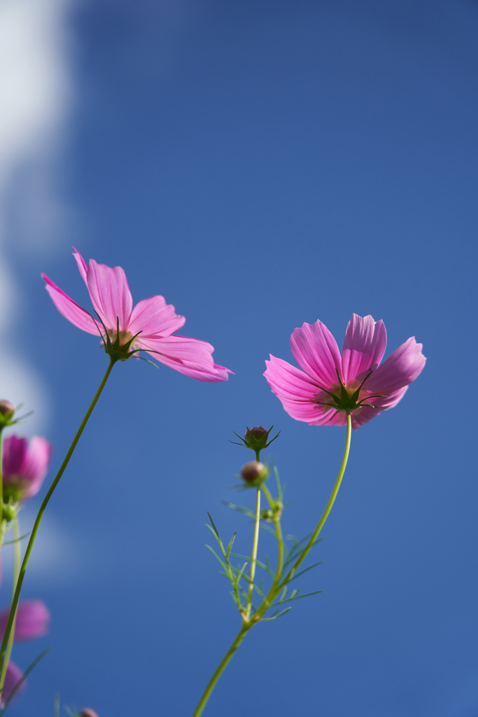 秋晴れ秋空秋桜