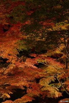 山中湖　夕焼けの渚　紅葉まつり