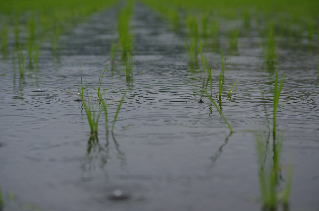 雨