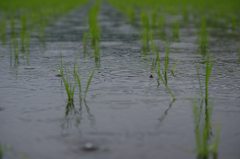 雨