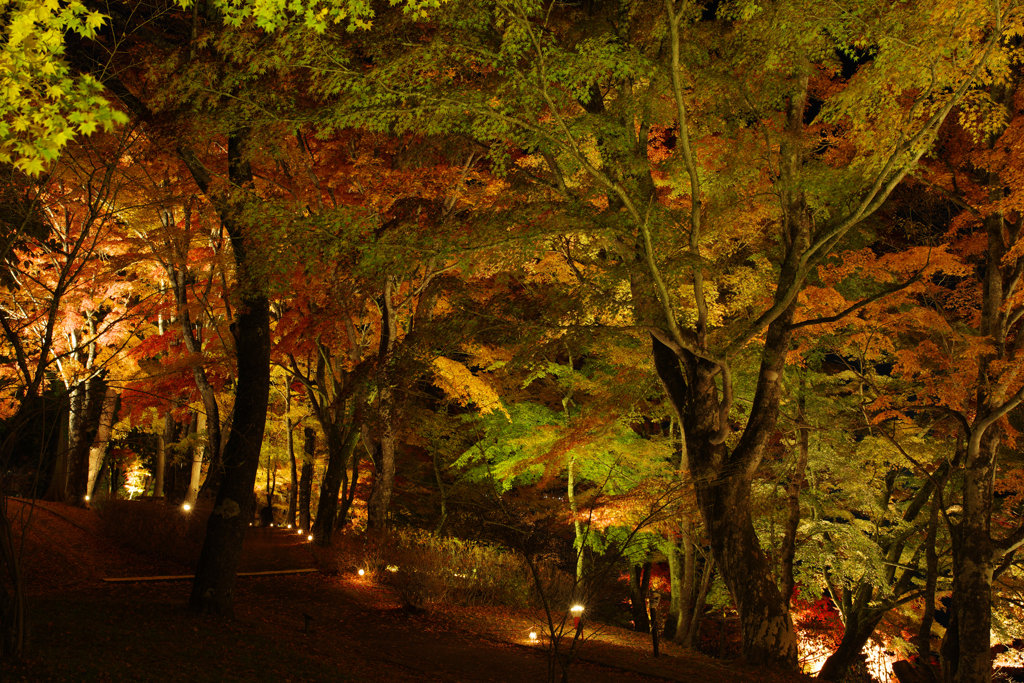 紅葉ライトアップ