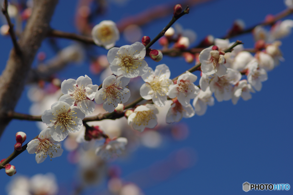 難しい梅の花