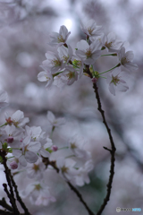 神社の桜２