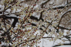 雪中観梅