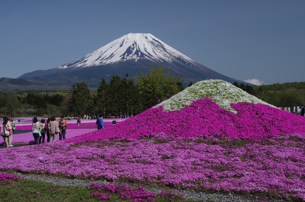 富士　芝桜まつり