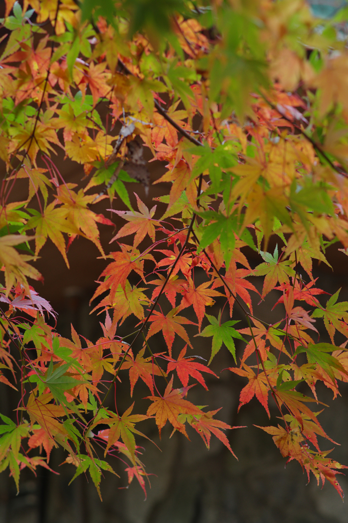 丹沢紅葉