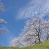 お花見日和