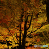 山中湖 夕焼けの渚 紅葉まつり2016