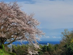 里山の桜