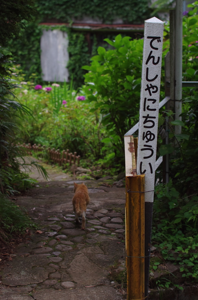 ネコでも分かる