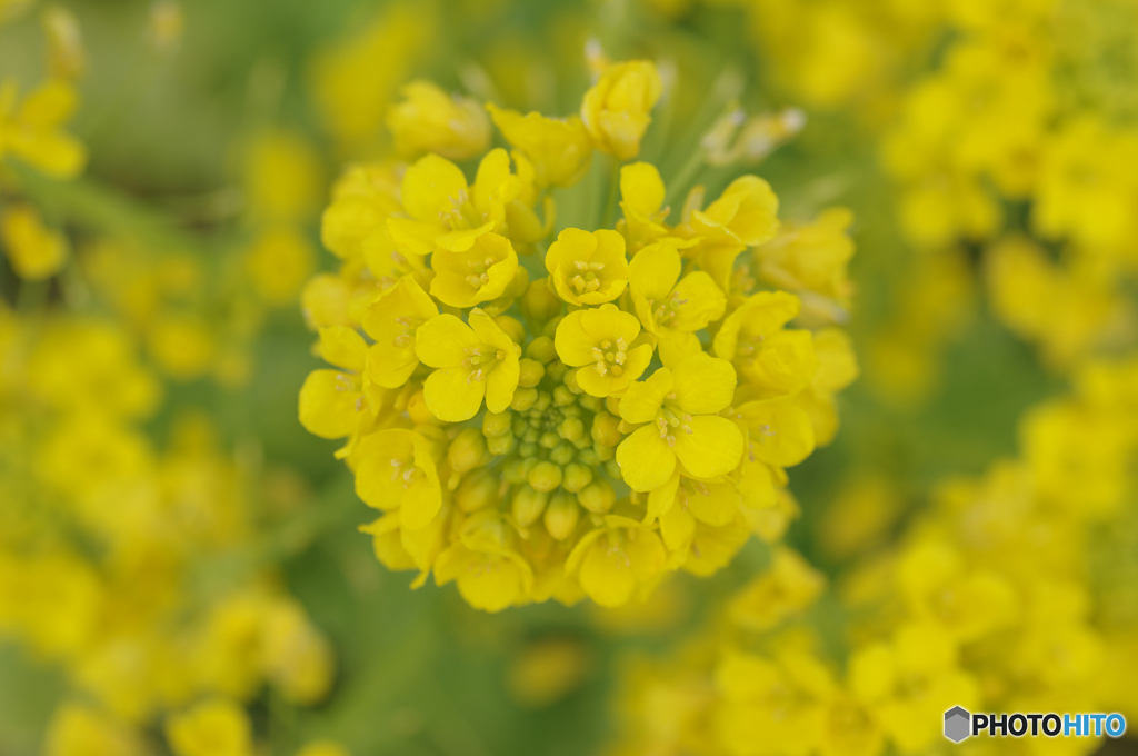 花束