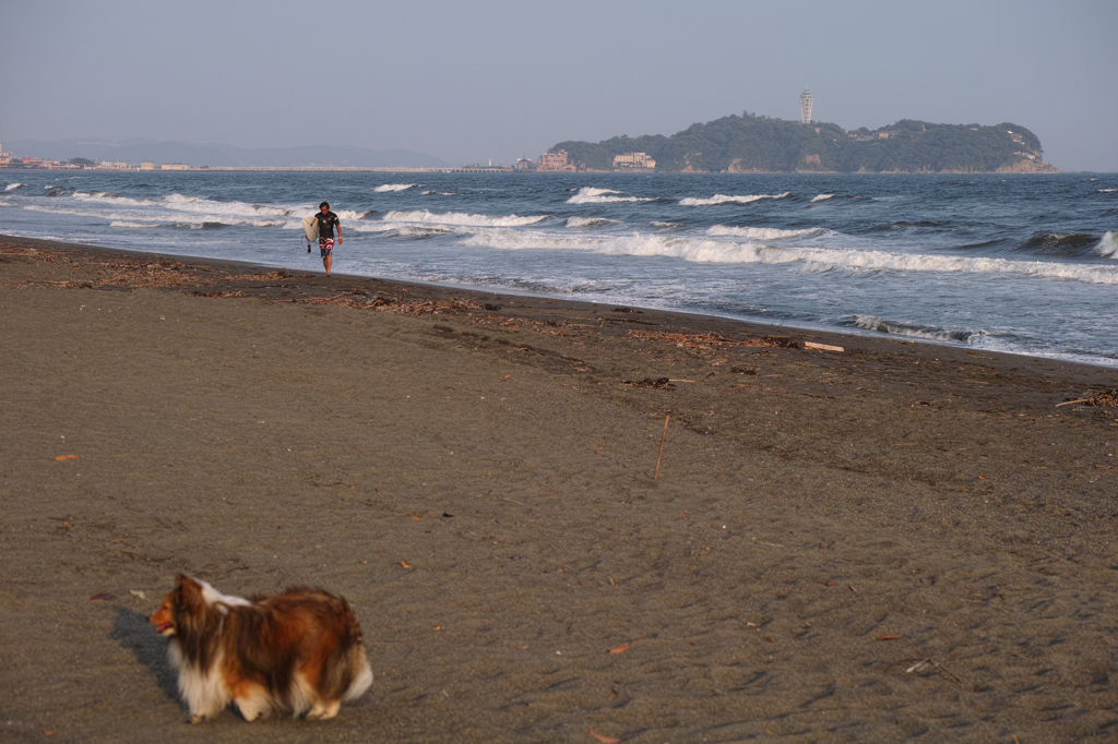 海大好き