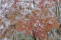 雪紅葉