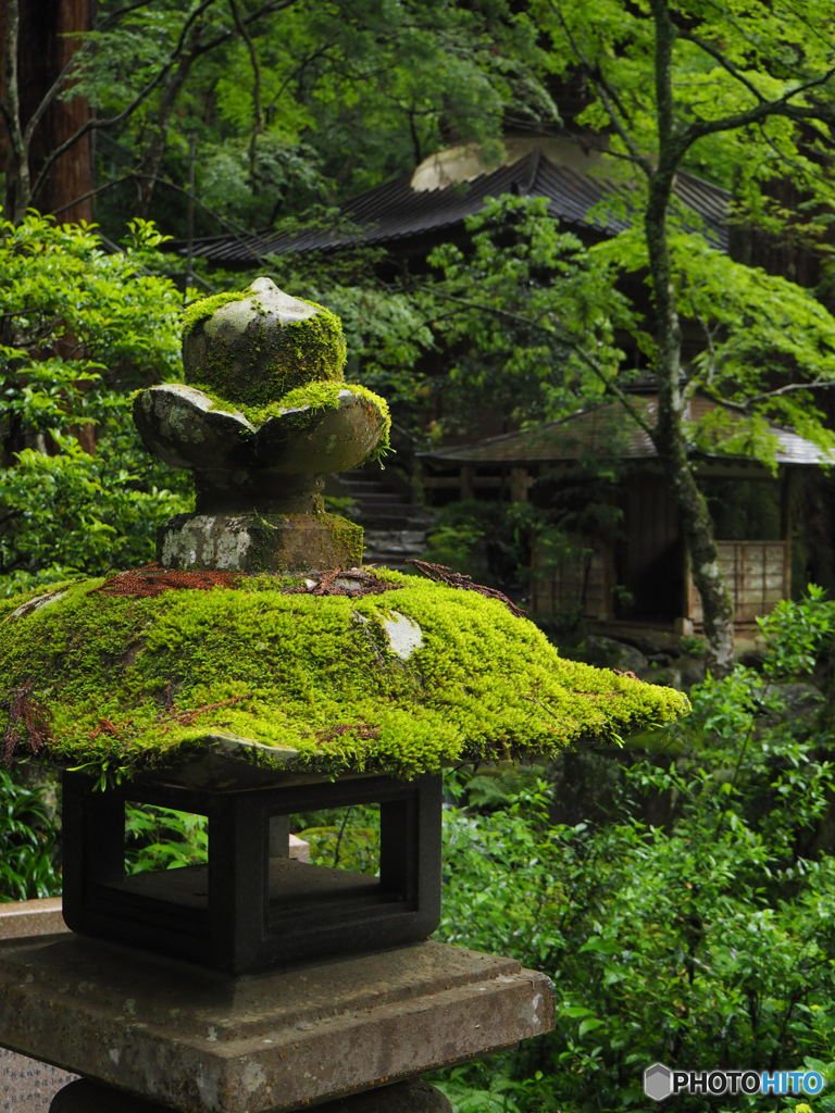 苔生す仏閣