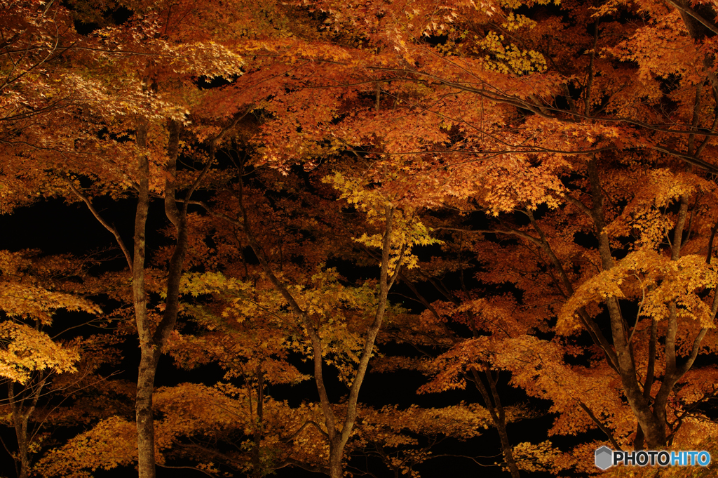 山中湖 夕焼けの渚紅葉まつり