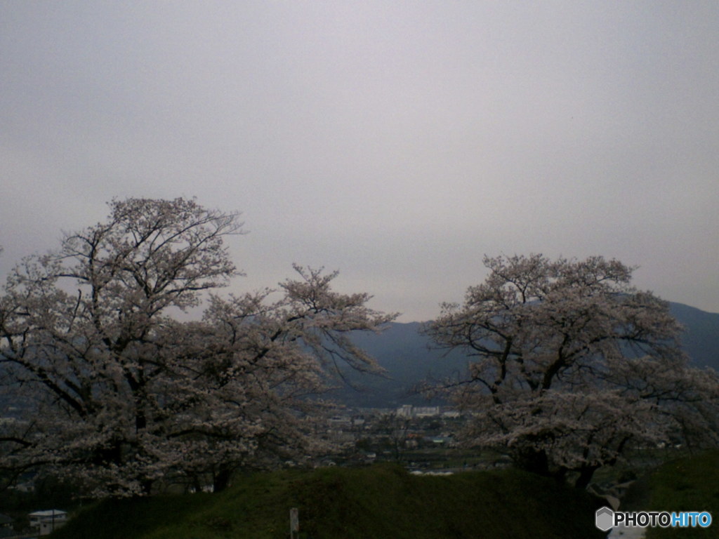 トイデジ桜