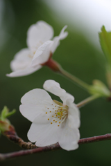 高台桜