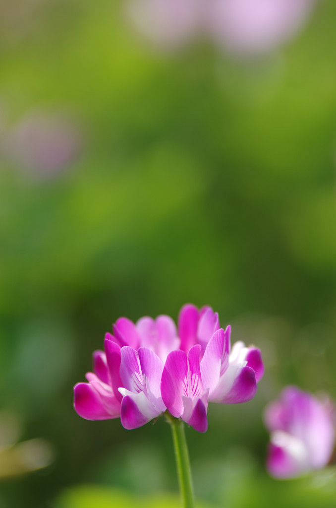 蓮華草