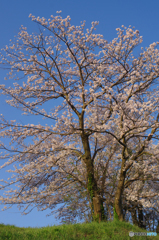 大きな丘の木の下で