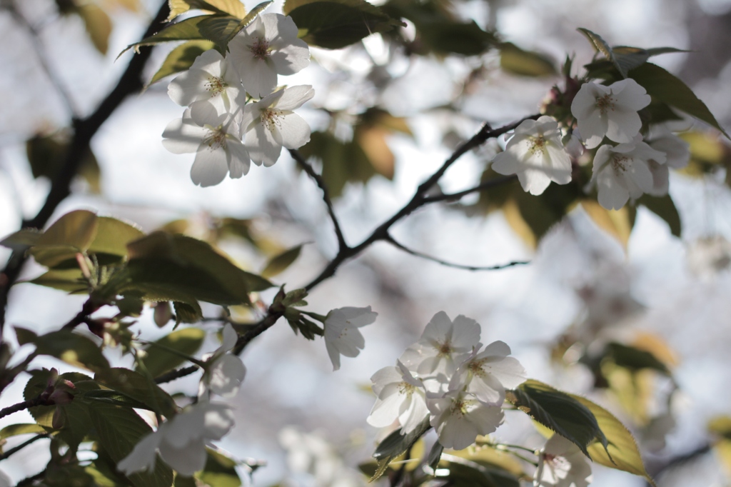 京都　哲学の道で