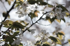 京都　哲学の道で