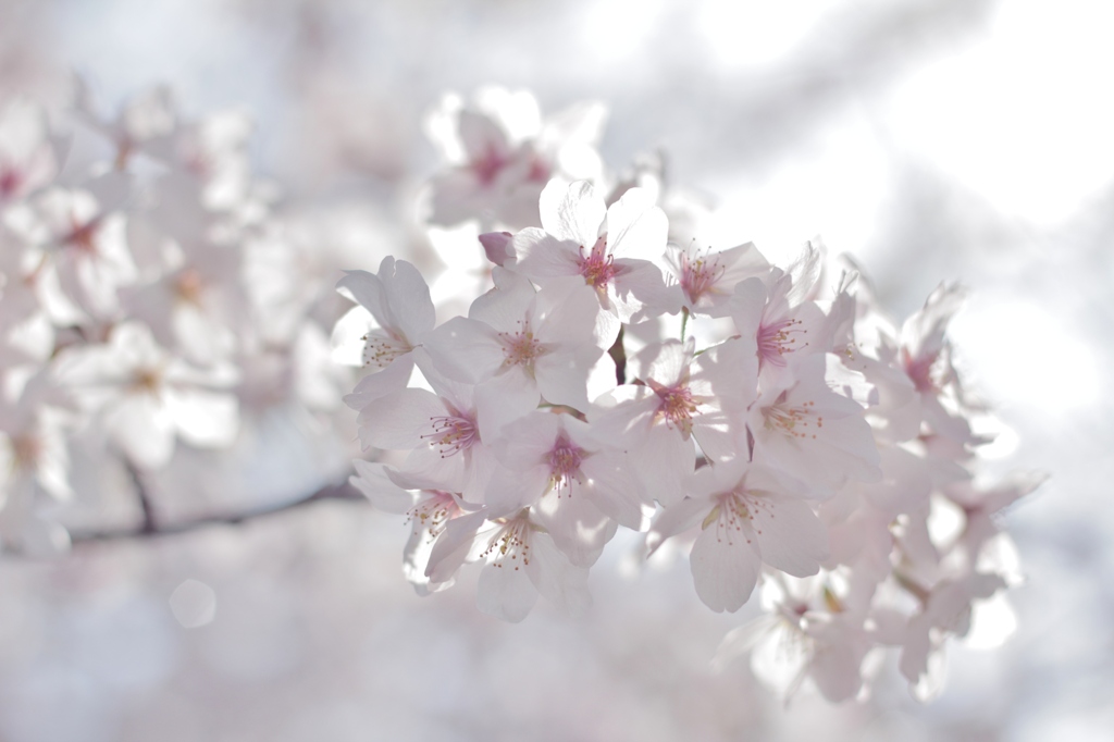 朝日に照らされた　桜