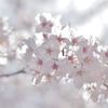朝日に照らされた　桜