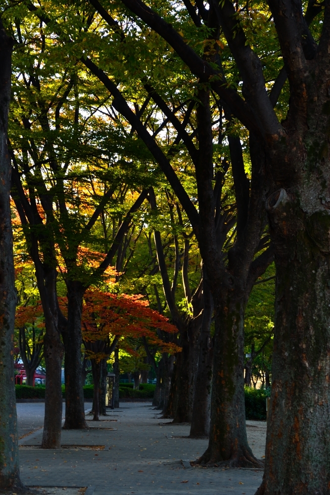 散歩道