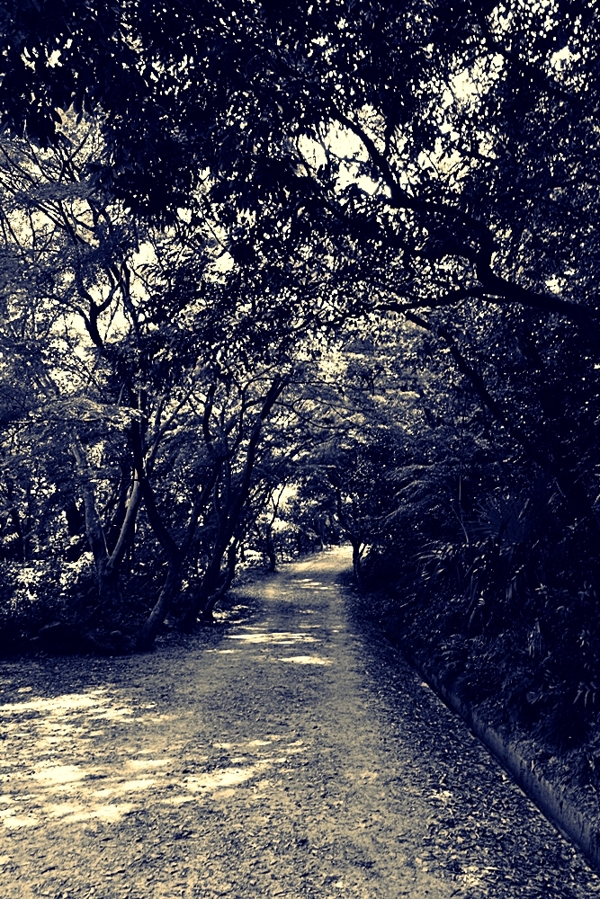 散歩道②