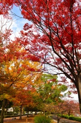 紅葉1