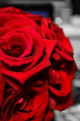 rose