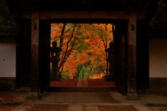 寺院×紅葉