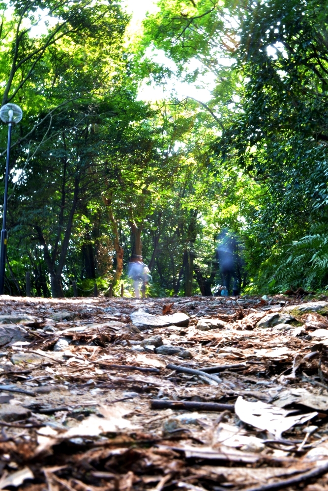 散歩道
