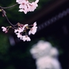 可憐咲き