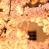 春爛漫